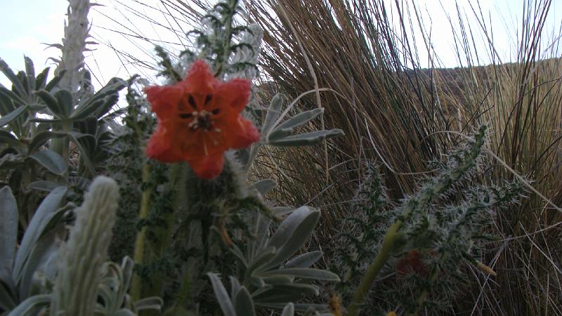 Illampu Trek Steves (163).JPG